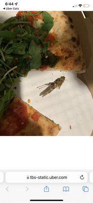 there was a WHOLE CRICKET IN MY MEAL MY Margherita Pizza