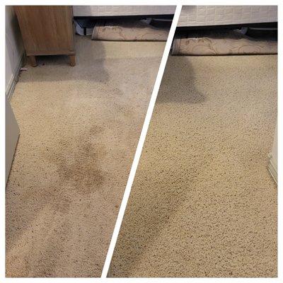 Before and after. Our organic chemicals are non-toxic and safe for animals and the environment!