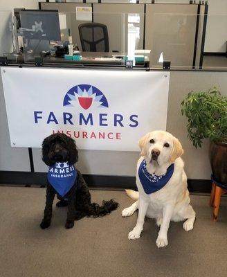 Pet Insurance Clients!  Will pose for treats.