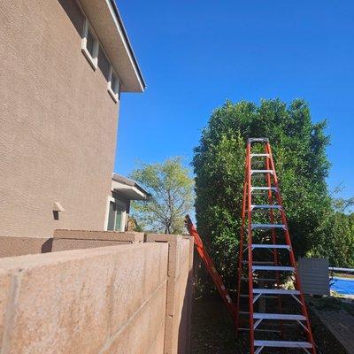 Shaping Ficus columns in Vistancia