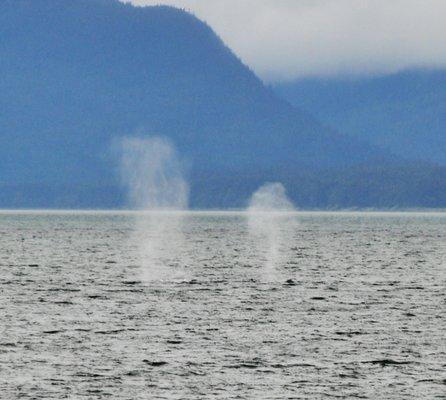 Whales spouting.