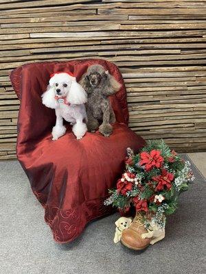 Scarlet and Snowy are inseparable at the salon! We love when siblings come together!