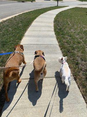 Group walks for socialization.