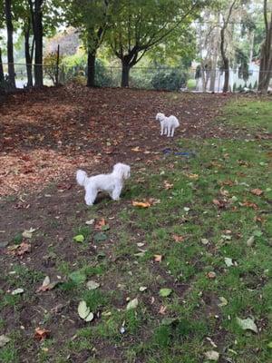 Sophie and Chloe in our huge beautiful tree lined yard...