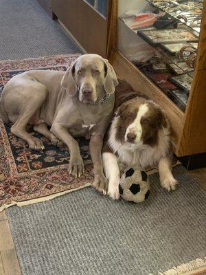 Roscoe and Vinnie watching over the shop