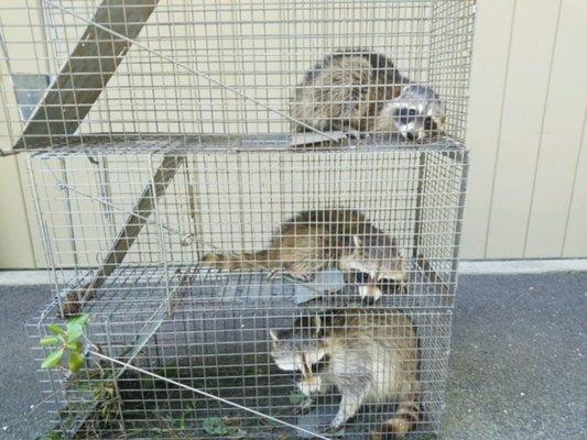 Raccoon Removal