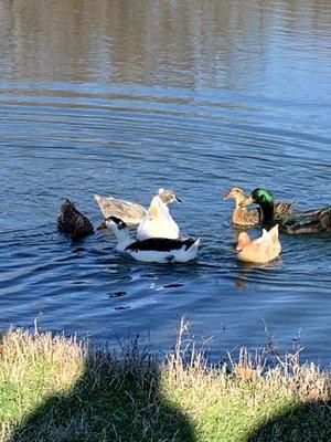 The home flock paddling in the pond.