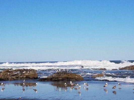 Sea Spray Oceanfront Lodging