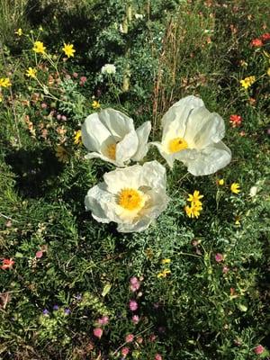 Gorgeous spring wildflowers all along the hiking trail