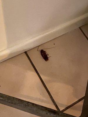 More roaches, they don't do pest control