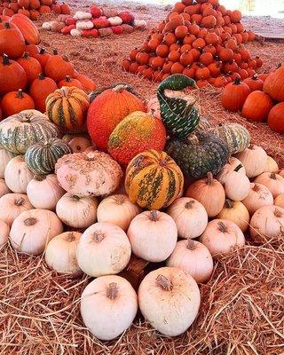 Find a costume and then shop for pumpkins of all shapes and sizes!