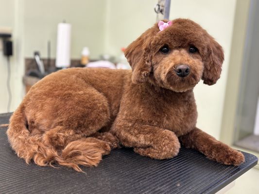 Pampered Pet Grooming Salon