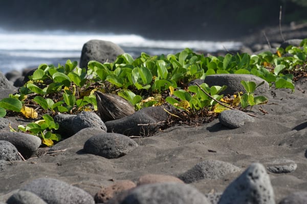 Hawai'i Outdoors