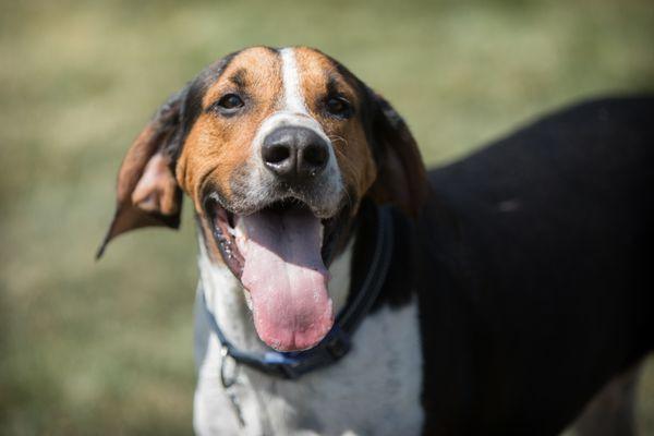 Happy Hounds Playground