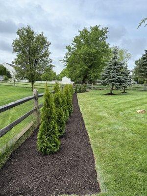 Arborvitae Installation for Desired Privacy