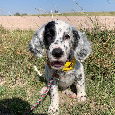 Cocker Spaniel Puppies For sale