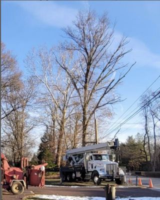 Landis Tree Service