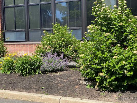 Native Planting at Municipal School