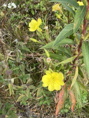 Common Evening Primrose