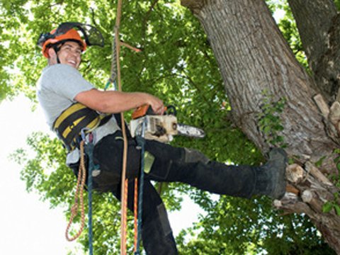 Edison Tree Service