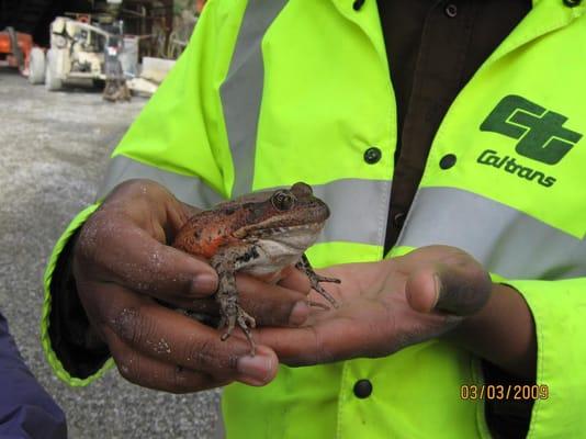 The federally Threatened California red-legged frog.