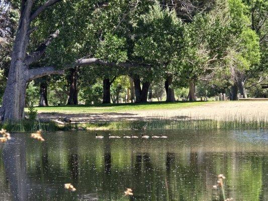 Geese in a row