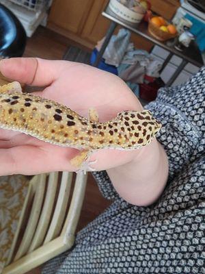 Gecko