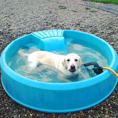 Pool party for one!