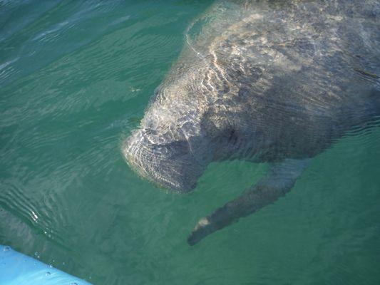 Kayak and paddle board with manatees