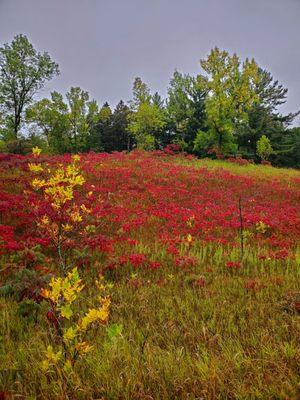 Random fall colors