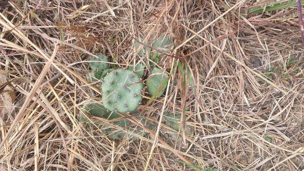 Prickly pear cactus