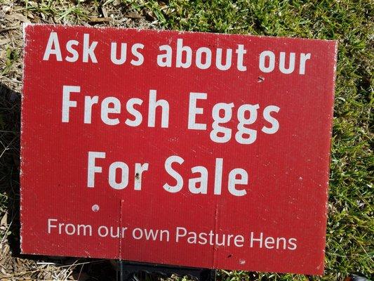 Organic eggs