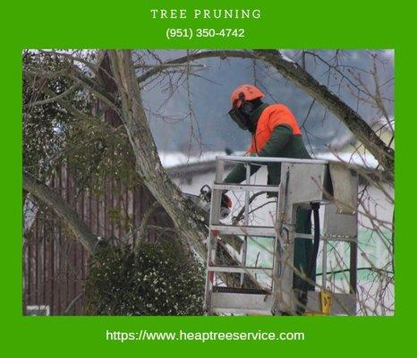 Tree Prunning