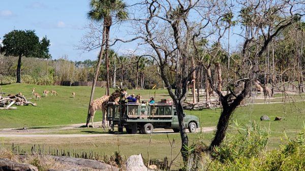 Serengeti Safari