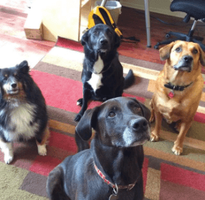 Our canine crew