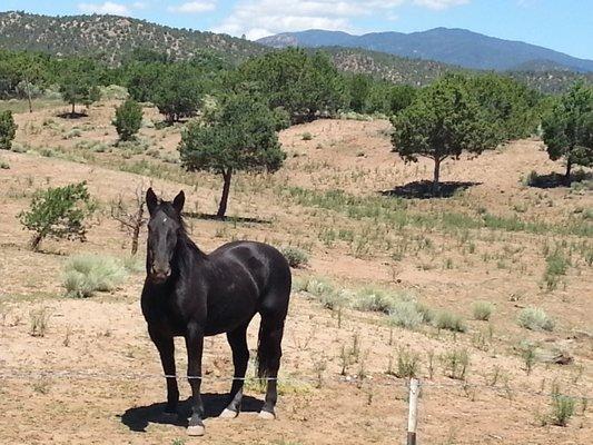 My mustang, Bella. The mare with the hot spot.