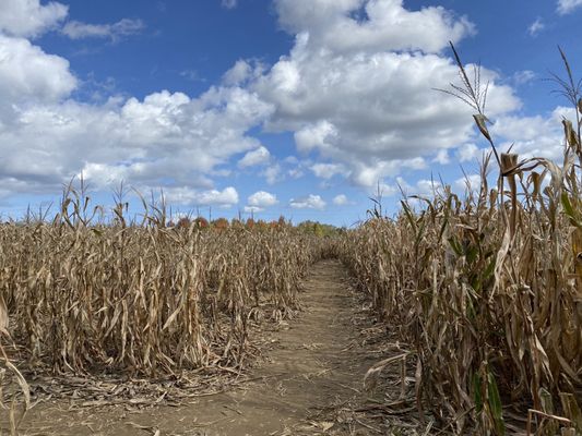 Really sad corn maze