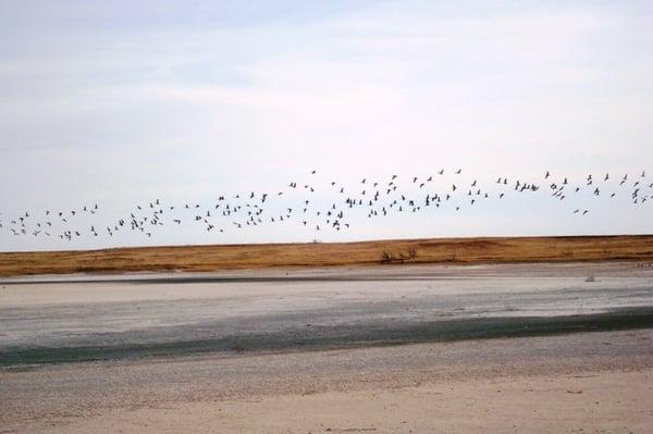 Sandhill cranes flying above Pauls Lake in January