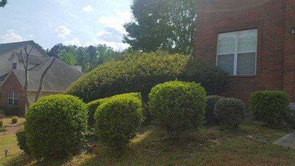 The scrubs clearly haven't been trimmed since I shaped them up. This is after Atlanta Scapes supposedly 'maintenanced' my yard.