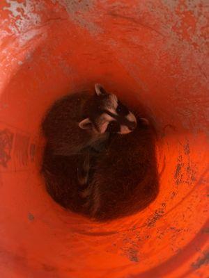 Raccoon removal