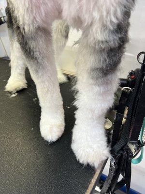 Client dog had been groomed while wintering in FL and mats were groomed over without being removed. Before and after leg.