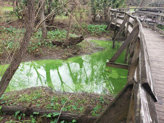 Blue-green algae can be toxic