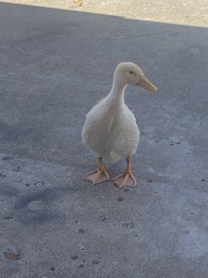 This duck is so cute found on parking lot