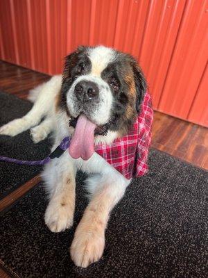 Winston, my Saint Bernard