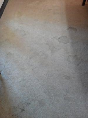 Severely stained carpet area.