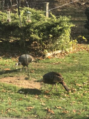 View from the hygiene room. Turkeys came to visit