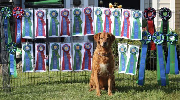 Heel Dog Training Academy