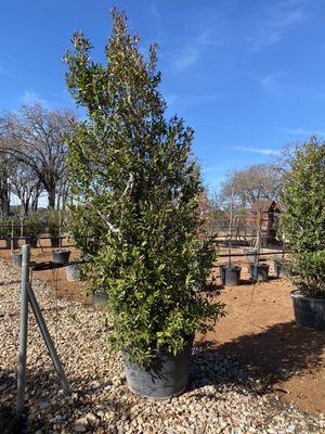 Nice selection of trees at D&B Tree Company. A hidden gem of a tree nursery!