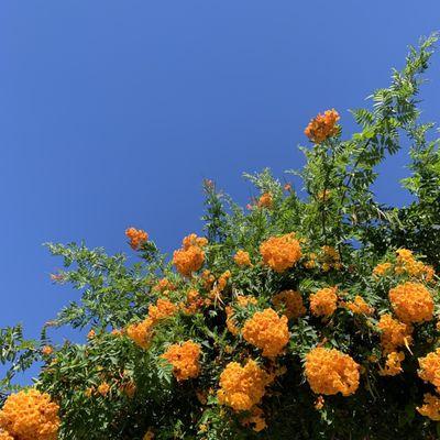 Tang colored flowers on tree