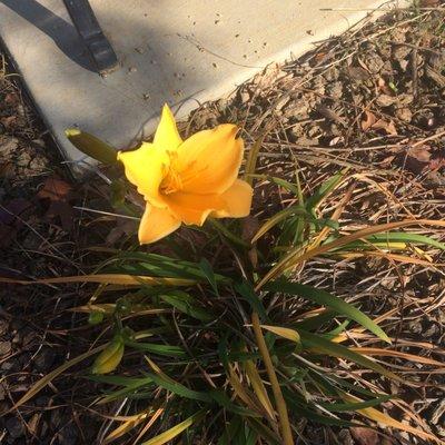 12.18.2017: Yellow flowers in various spots of the park.